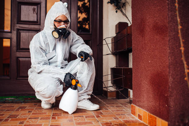 Reliable Wasp Removal contractor in Parkway, CA by Show Me Pest Control